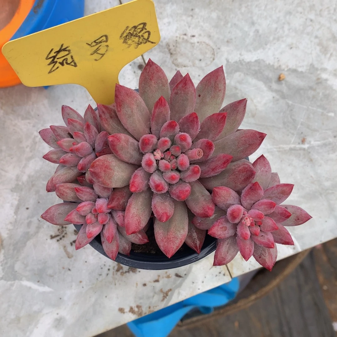 麦***子大群虞美人72727272727