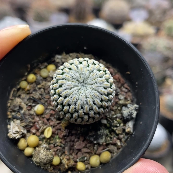 白斜子        实生根