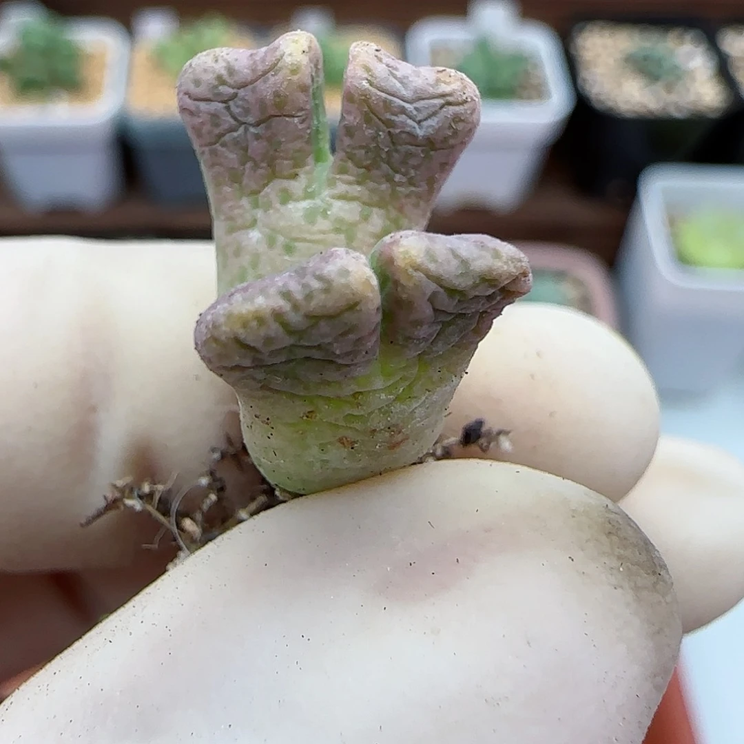 373福利福利福利