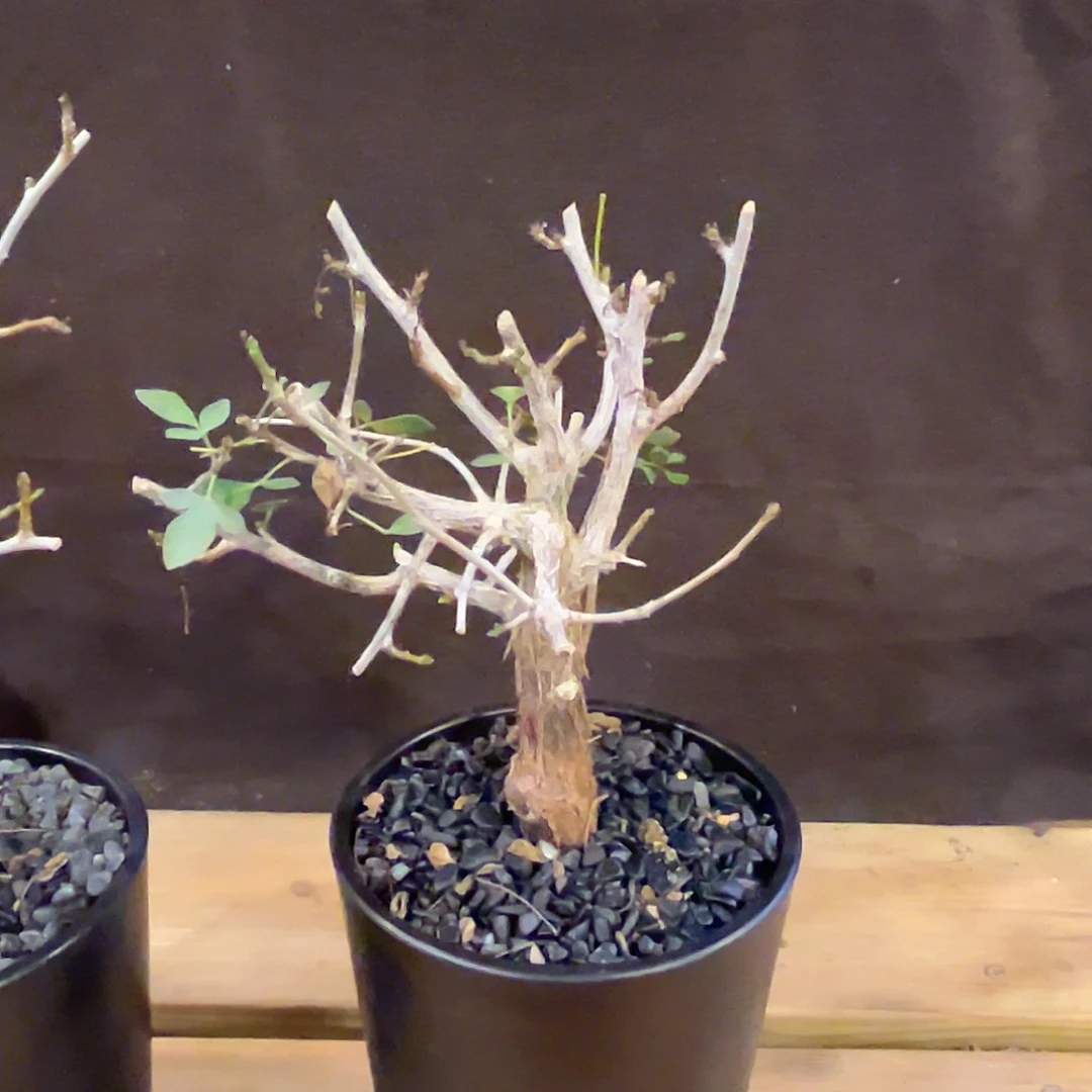 汤圆植物芳香橄榄