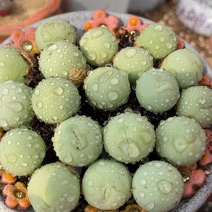 鸽子蛋一颗    1.2厘米