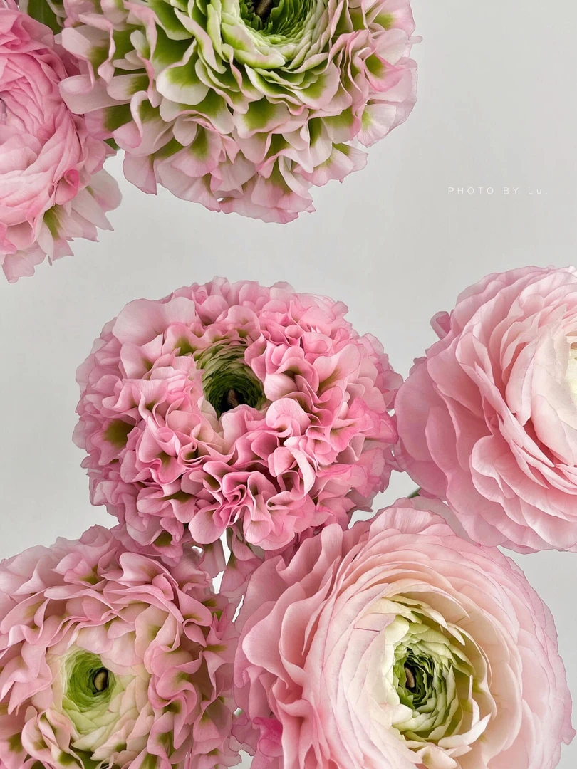 锦鲤洋牡丹水培现切斗南直发