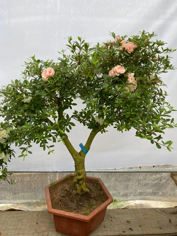 盆景桩五宝绿珠，一树多色耐寒耐热，顺丰包邮！一物一拍