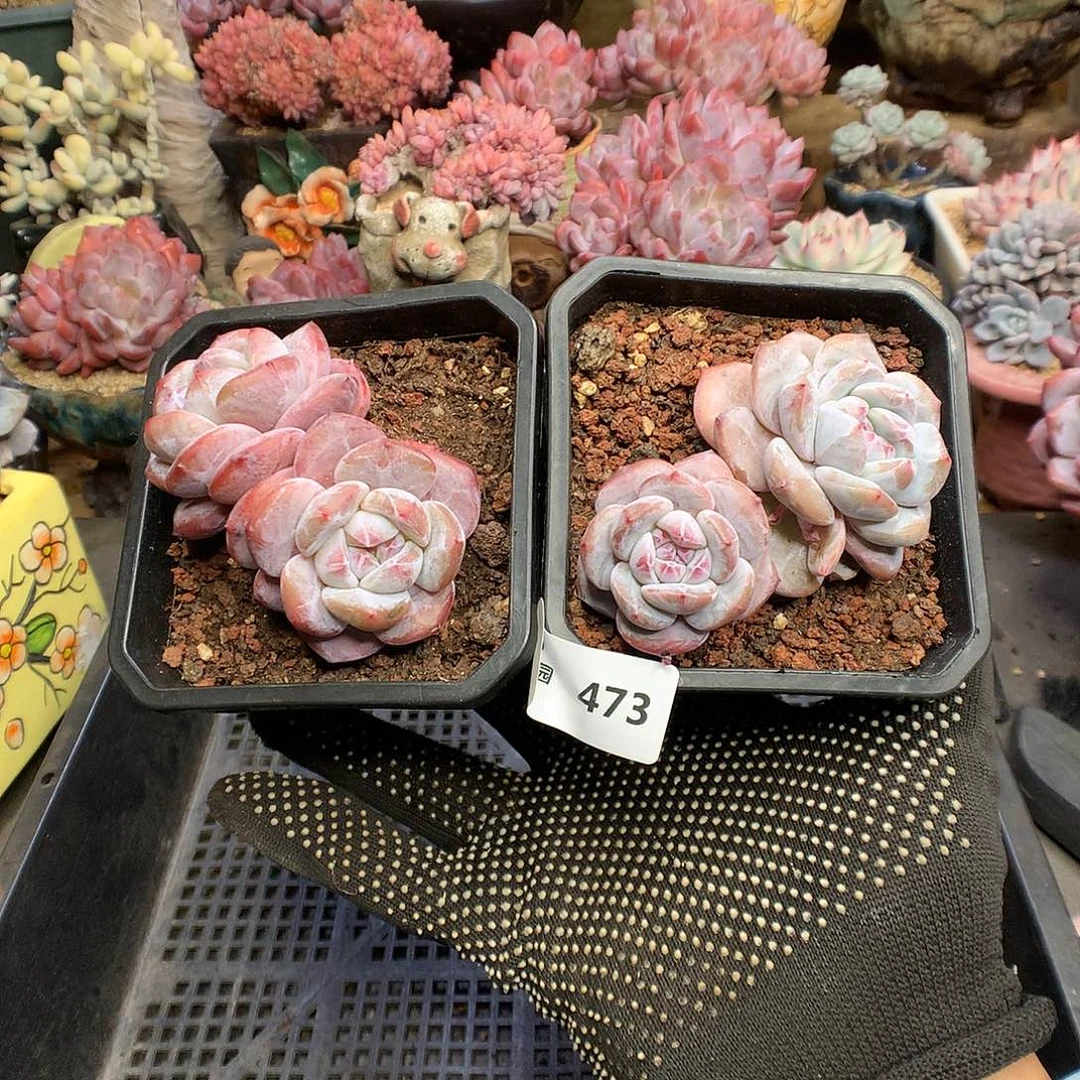 473星影多肉植物2颗