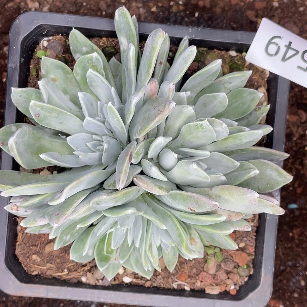 泡芙多头6头起发量拍7549