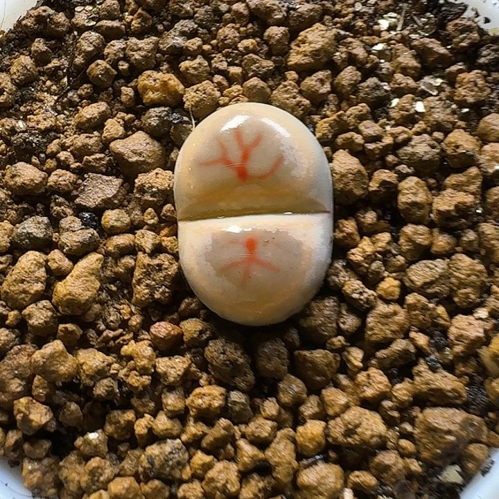 生石花23:：：：。  32号。 1.4左右