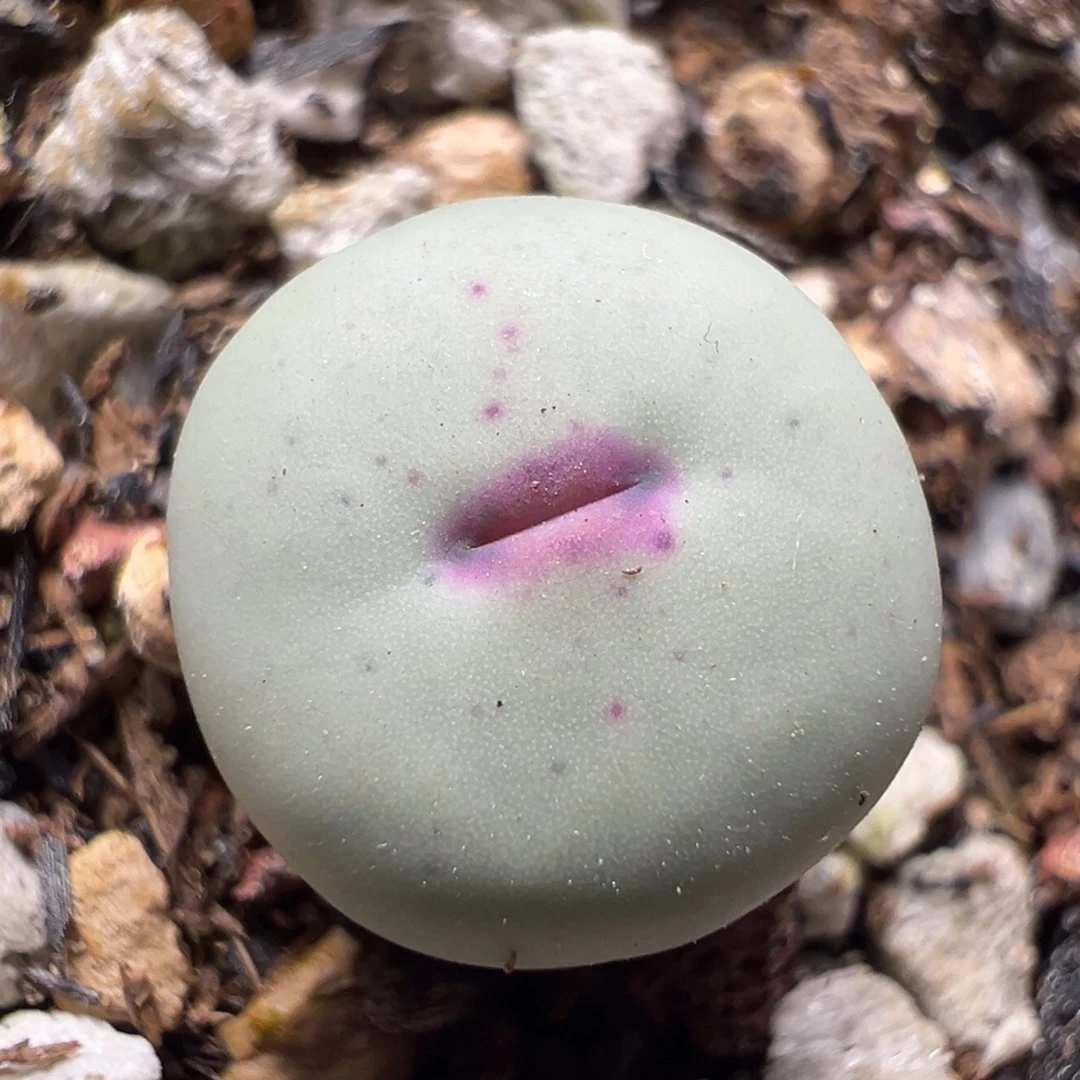 02小红嘴一物一拍