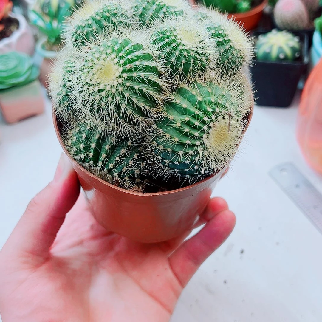 群生金冠仙人球多肉