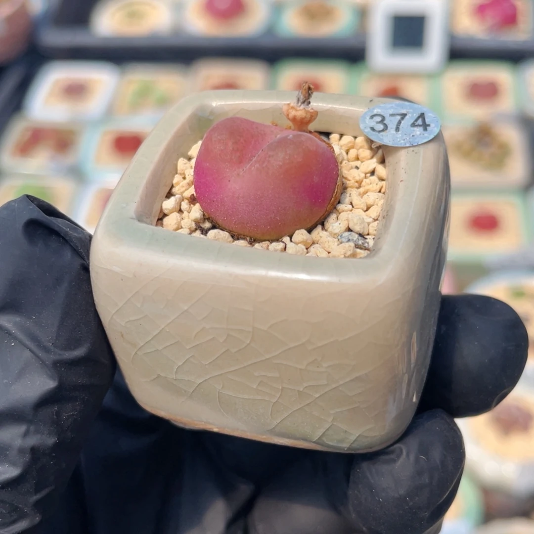 无花朵7827/-一物一拍 带盆 福利