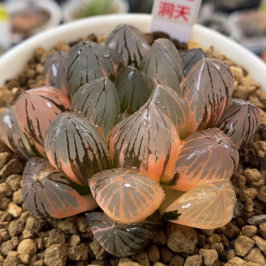 435om玉露锦一物一拍