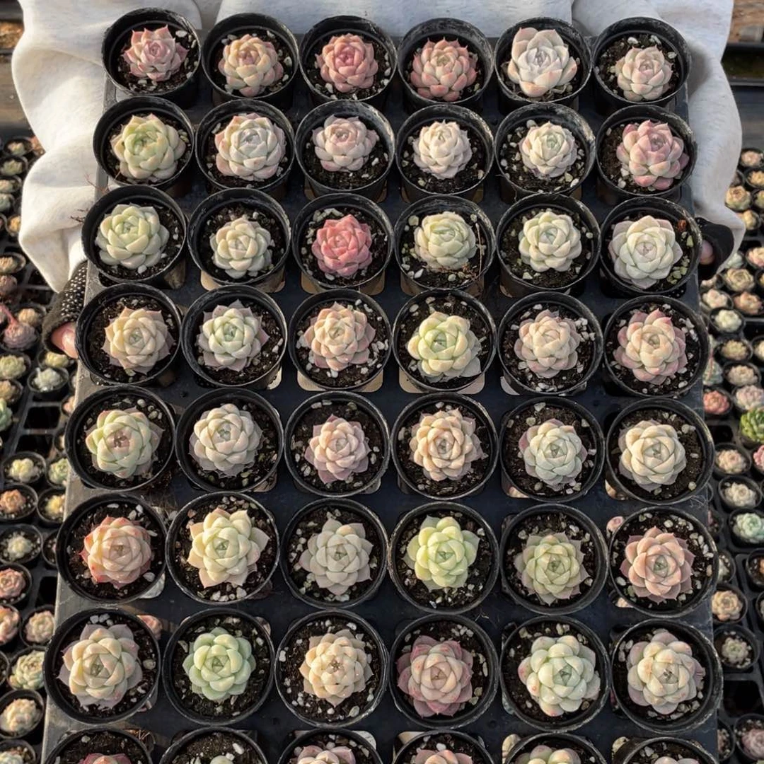 一物一拍18颗1-258