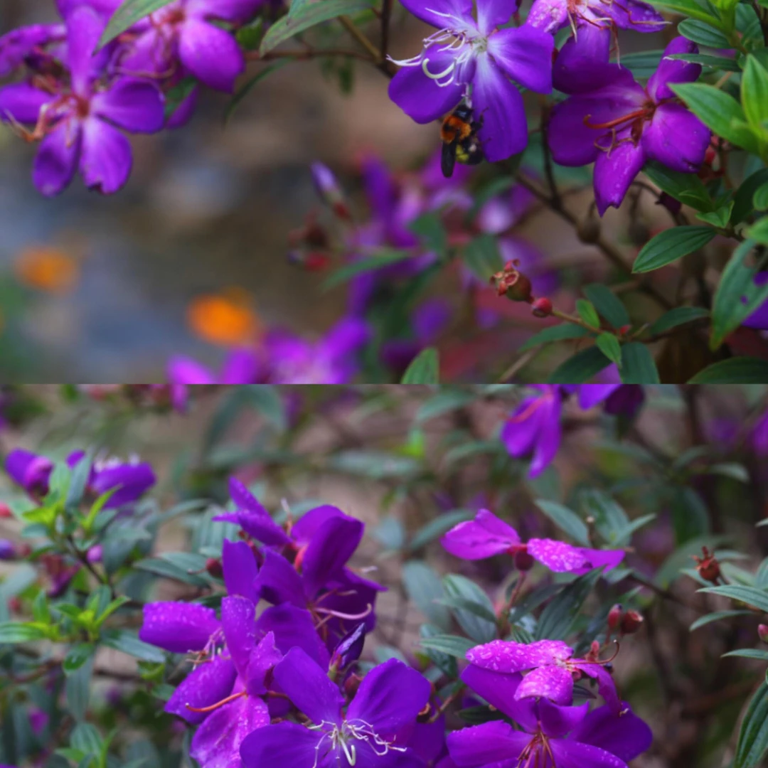 巴西紫牡丹五加仑盆栽四季开花耐高温适合庭院阳台种植