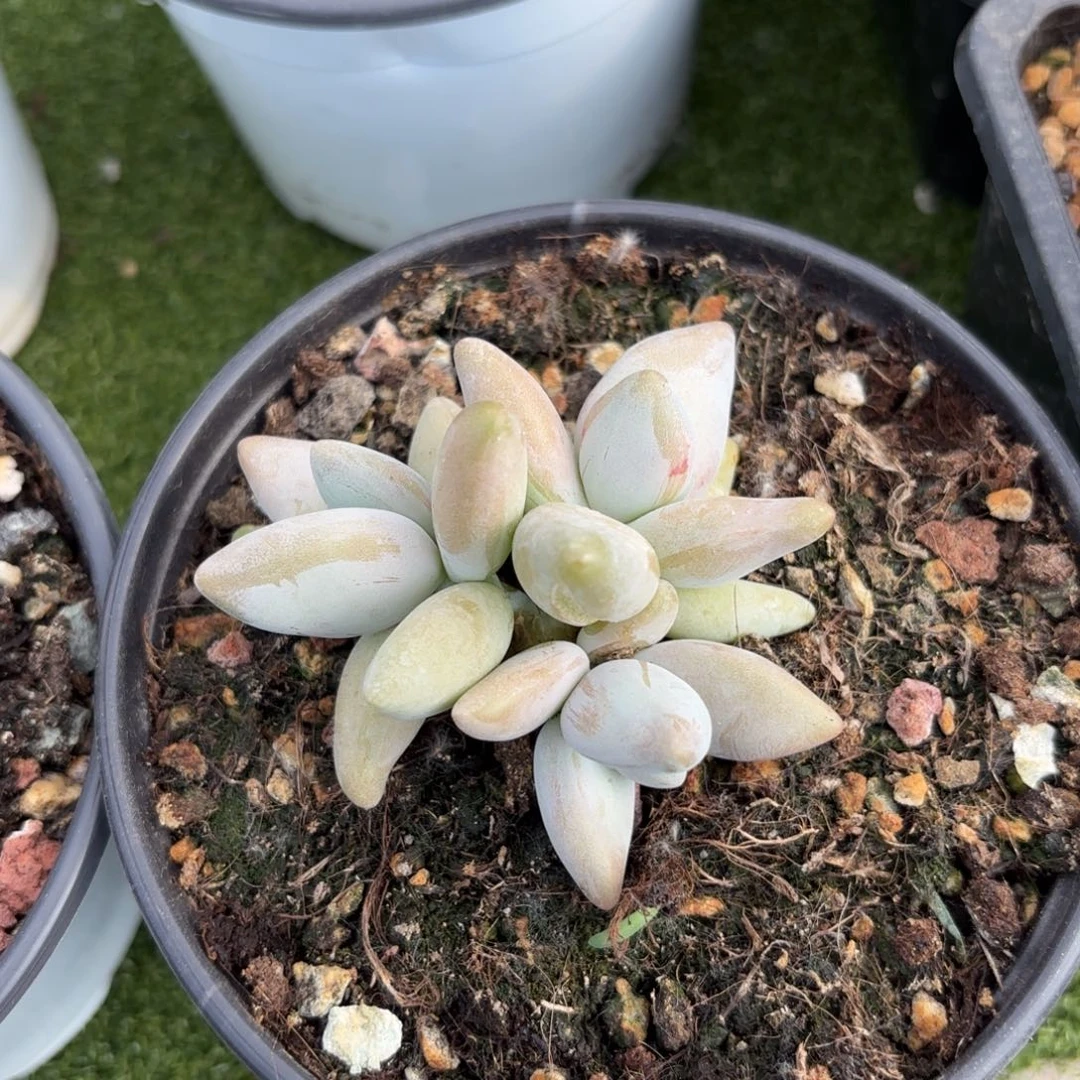 全部花朵企鹅3头带小崽一个