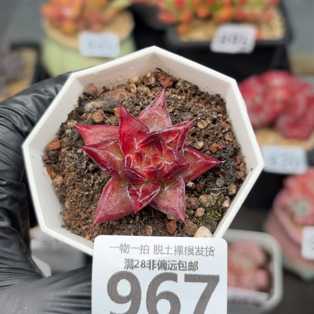 墨韵单头无盆土发货