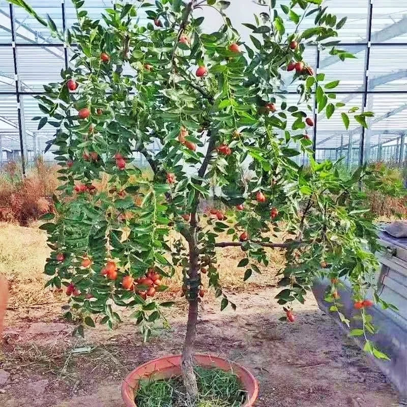 【带土带叶】枣树苗嫁接苗大果耐寒盆栽地栽南北方种植阳台庭院果树