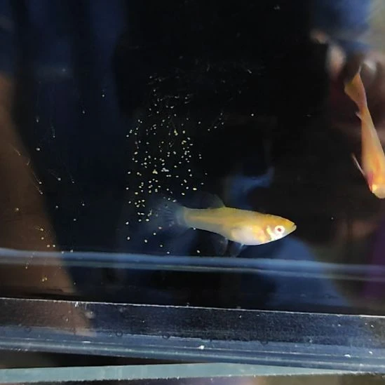 孔雀鱼29金粉世家一对