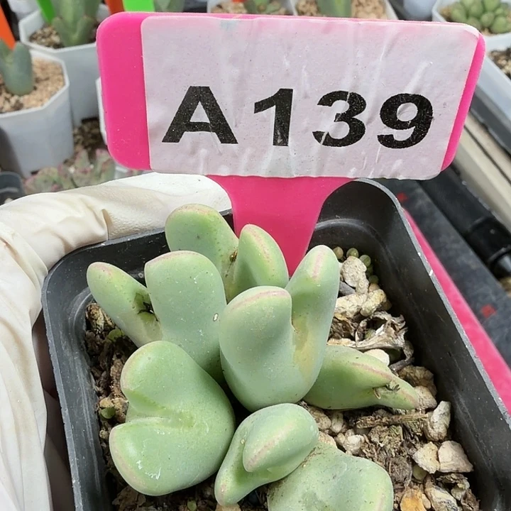 139njjkmkkmkkkkmmmmmmm