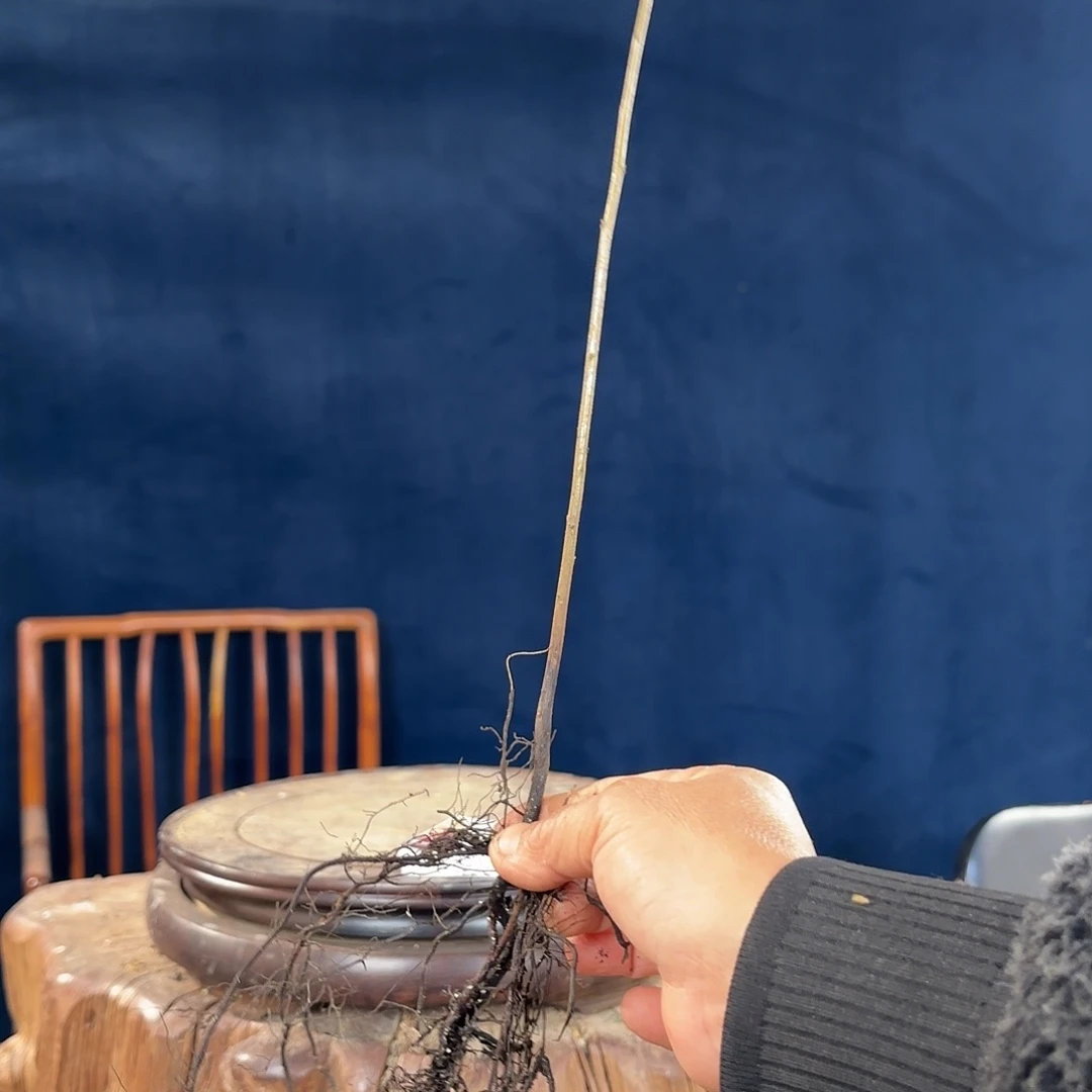 王***波哈哈哈哈哈哈大风车