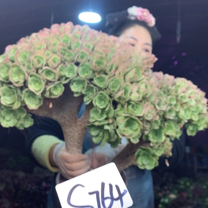 柒柒精品多肉脱土发货不包断侧枝S764