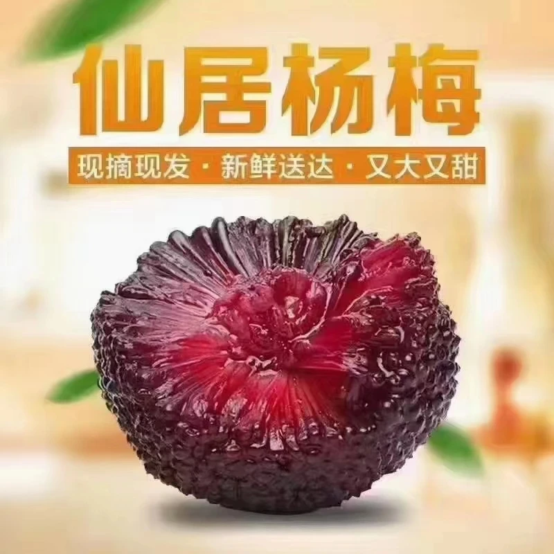 【钱大姐家】单果20-25克高山仙居东魁杨梅颗粒包装现摘现发