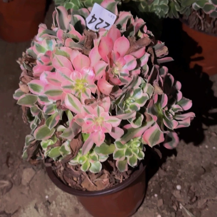224糖果菊多肉植物不售后