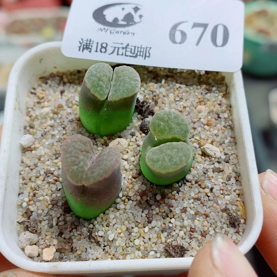 生石花花花花花花花花花670
