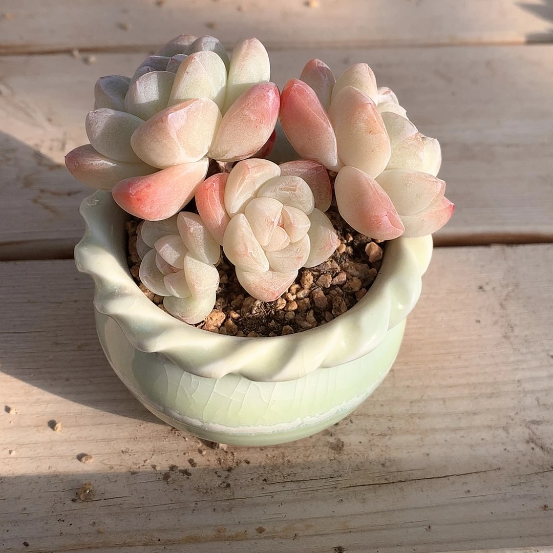 王*珊珊珊的冰玉带盆发11111