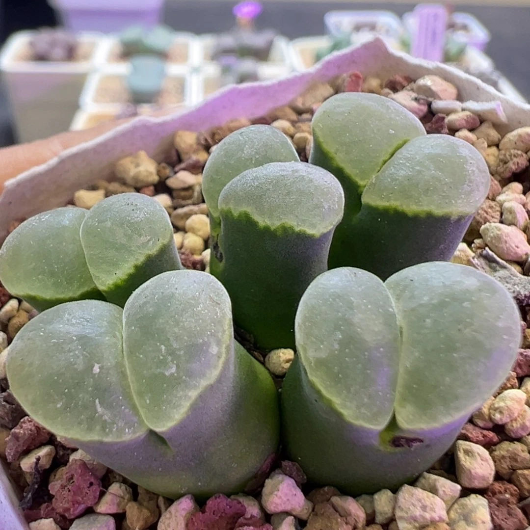 墨绿体白窗 肉锥植物