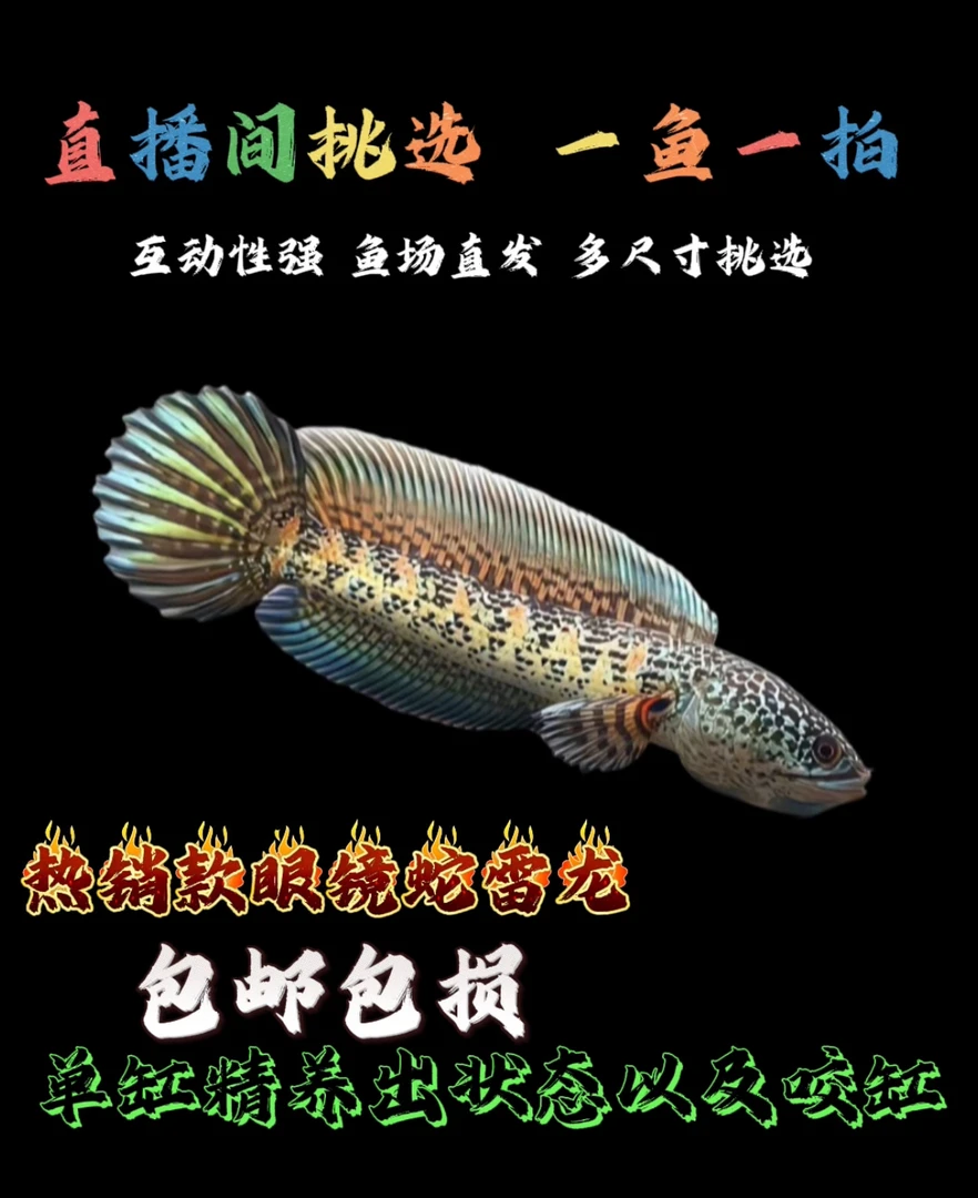 直播间专拍｜一鱼一拍｜眼镜蛇雷龙｜鬼王雷龙｜奶茶雷龙｜血斑雷龙