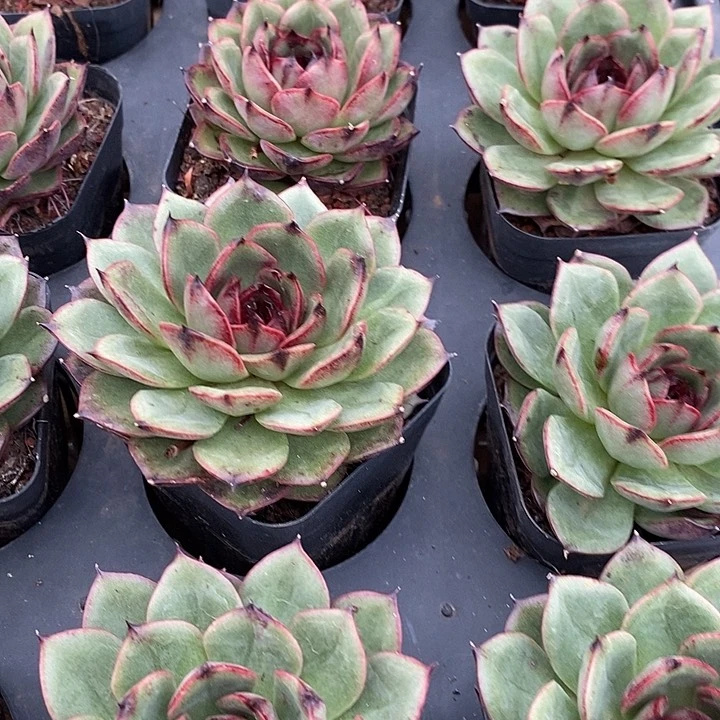 紫蔷薇福利多多去拍