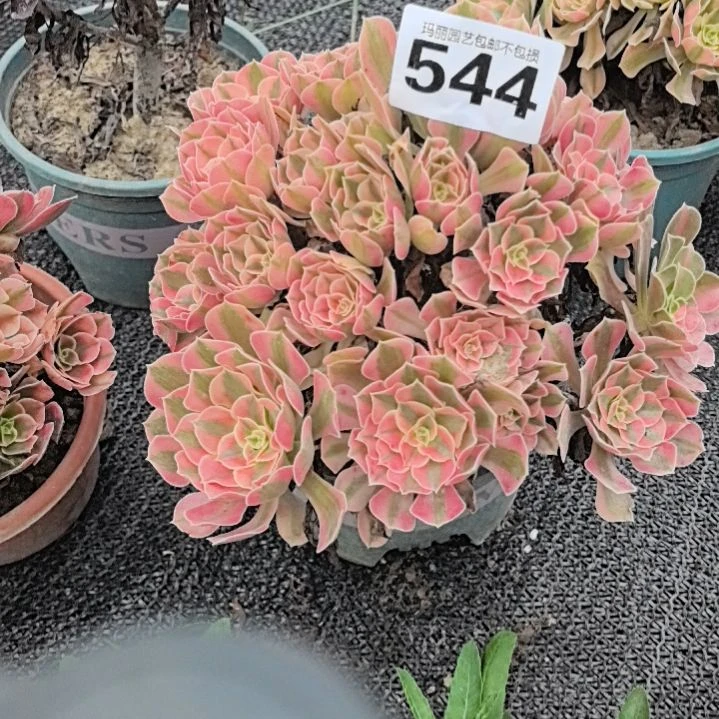 544粉女巫花花2-24