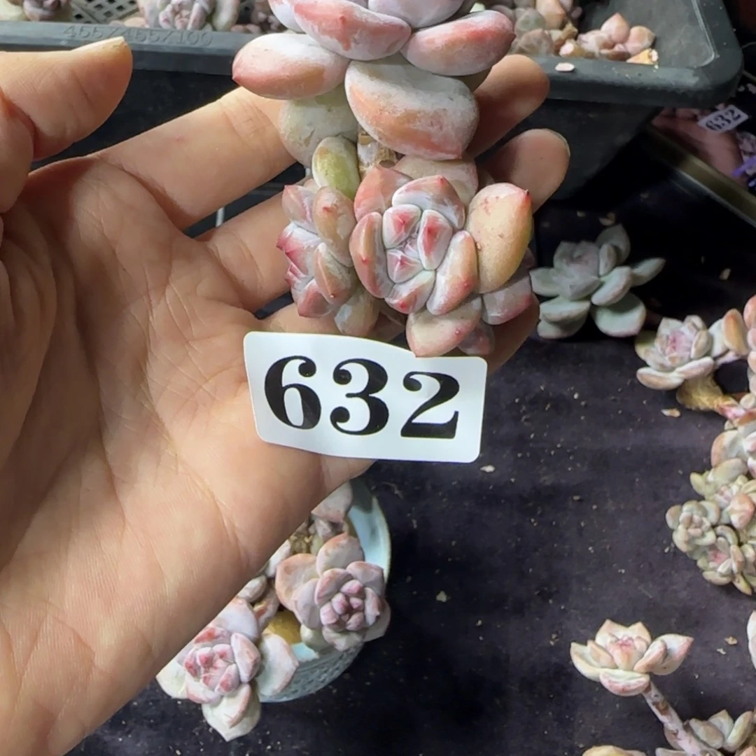 星影4头无根一物一拍632
