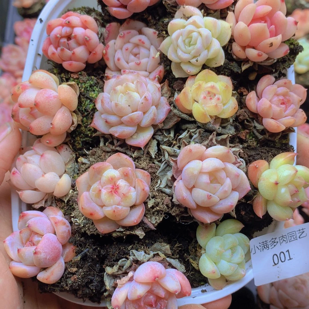 我要睡觉啦啊你也早点001
