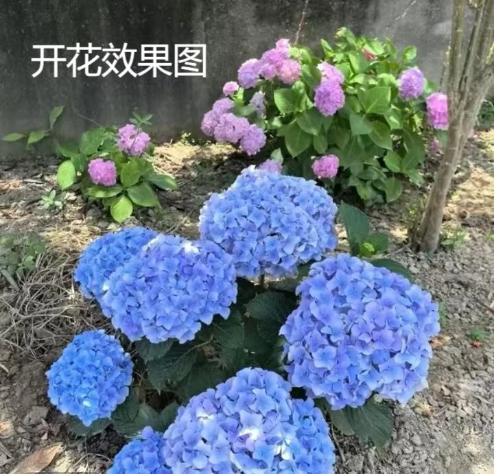 （空蓝）爆花机器，单瓣绣球花适合阳台庭院种植，云南昆明基地直发