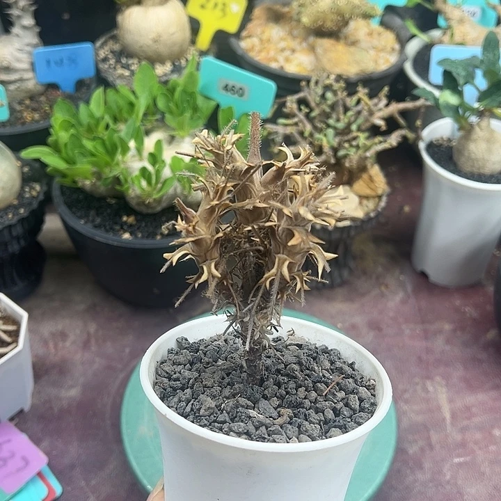 出云杨奎多肉植物