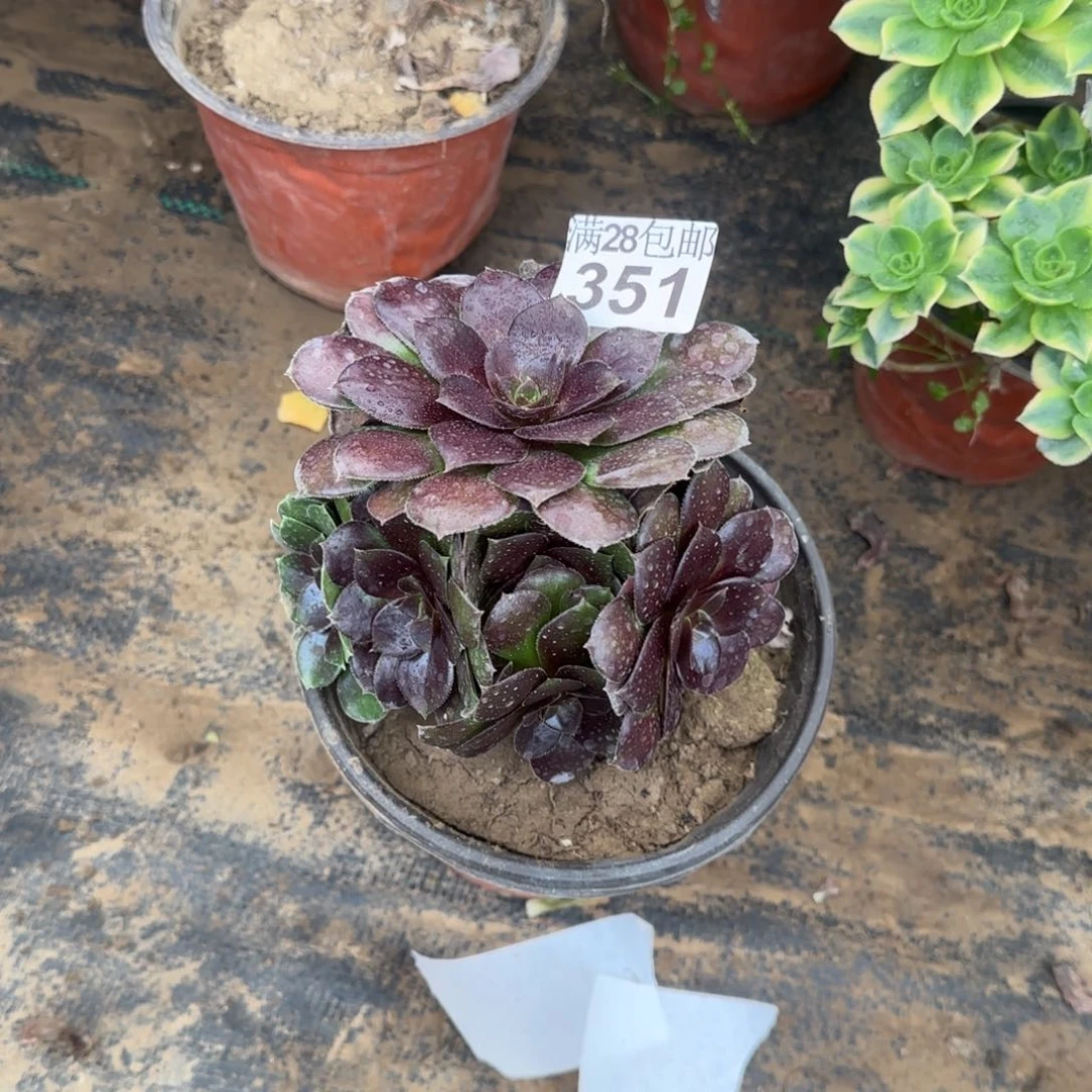 红玫瑰多肉351满28包邮断枝不包