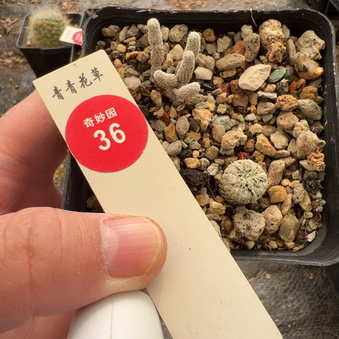 两棵混合球668858