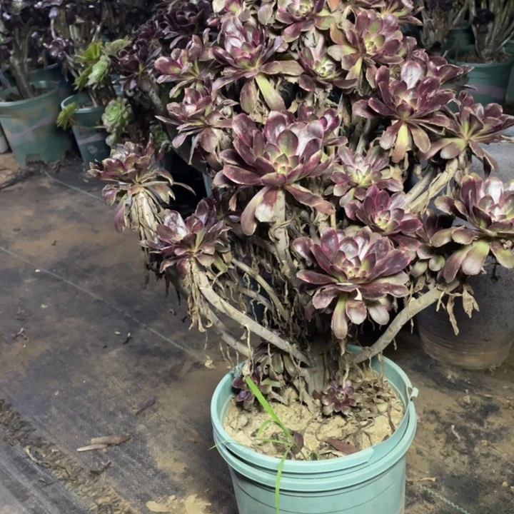 28多肉植物多肉多肉