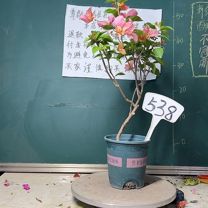 完全开放波伊斯玫瑰538