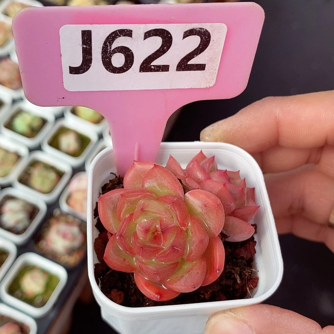 小精品3-4cm多肉植物