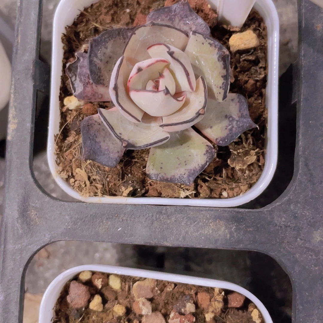 叁*.剑斯诺娃e016一物一拍