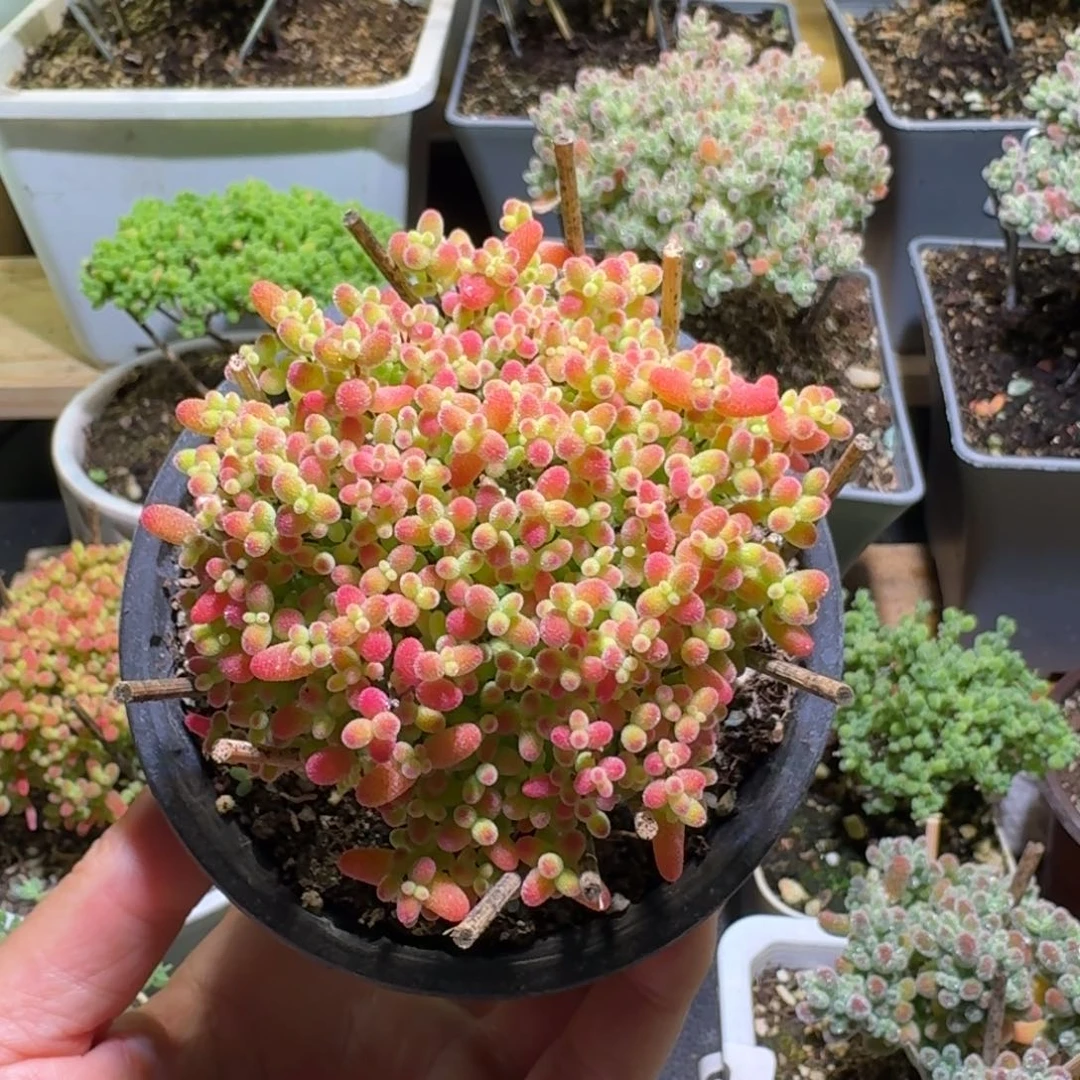 蜜橘糖球枝干番杏012