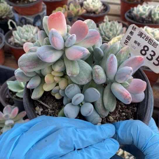 835一一一一一一一一一