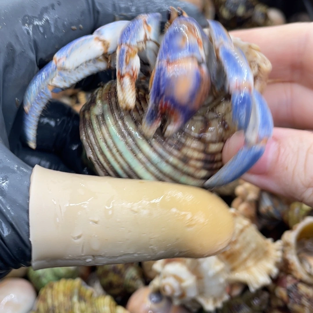 不退不换活体宠物24