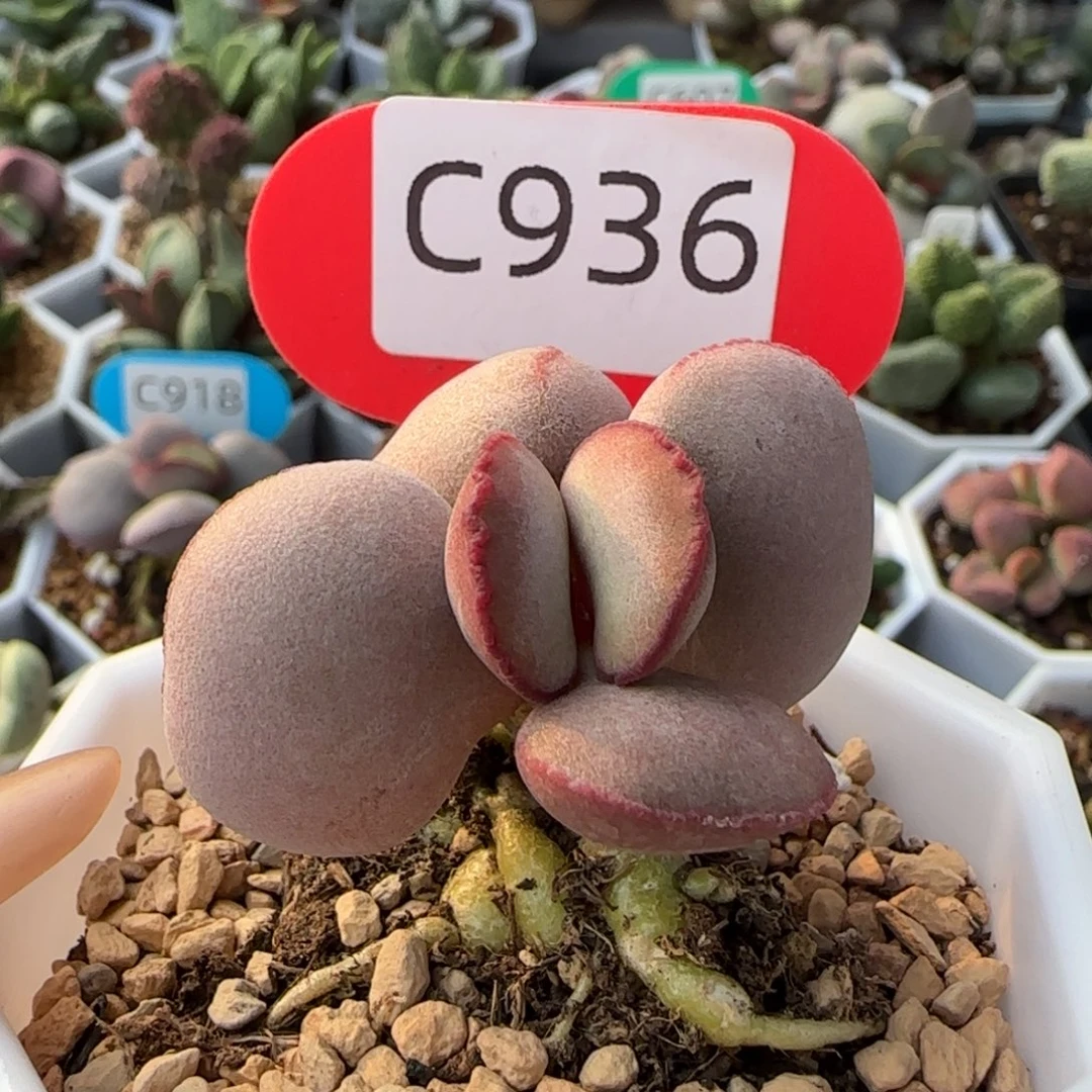 红蛋桩子。   936。