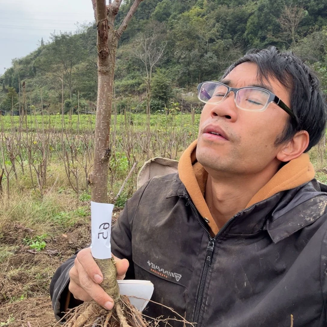 用***0当前无花栽培后可以开花65