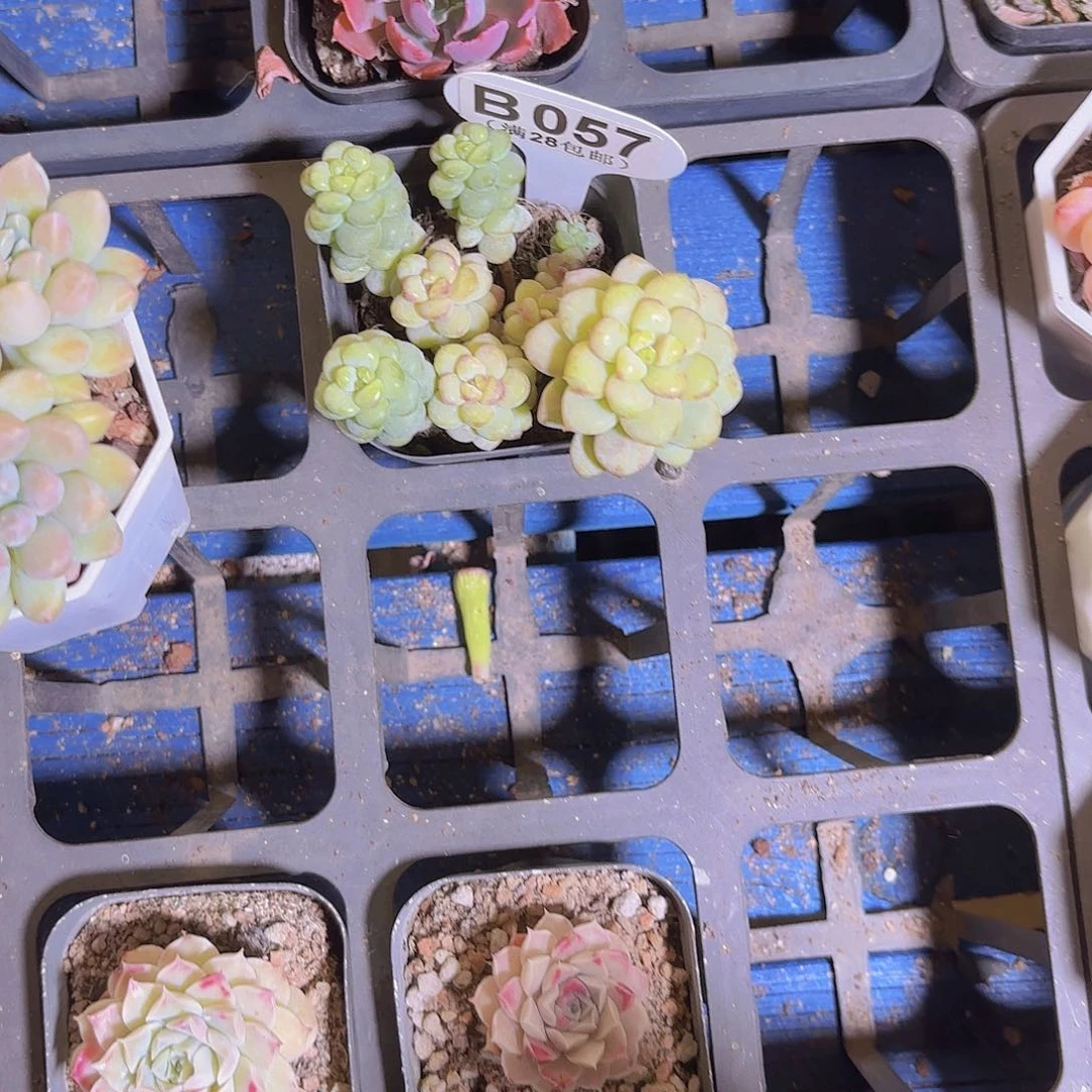 紫**人B057阳光玫瑰一物一拍