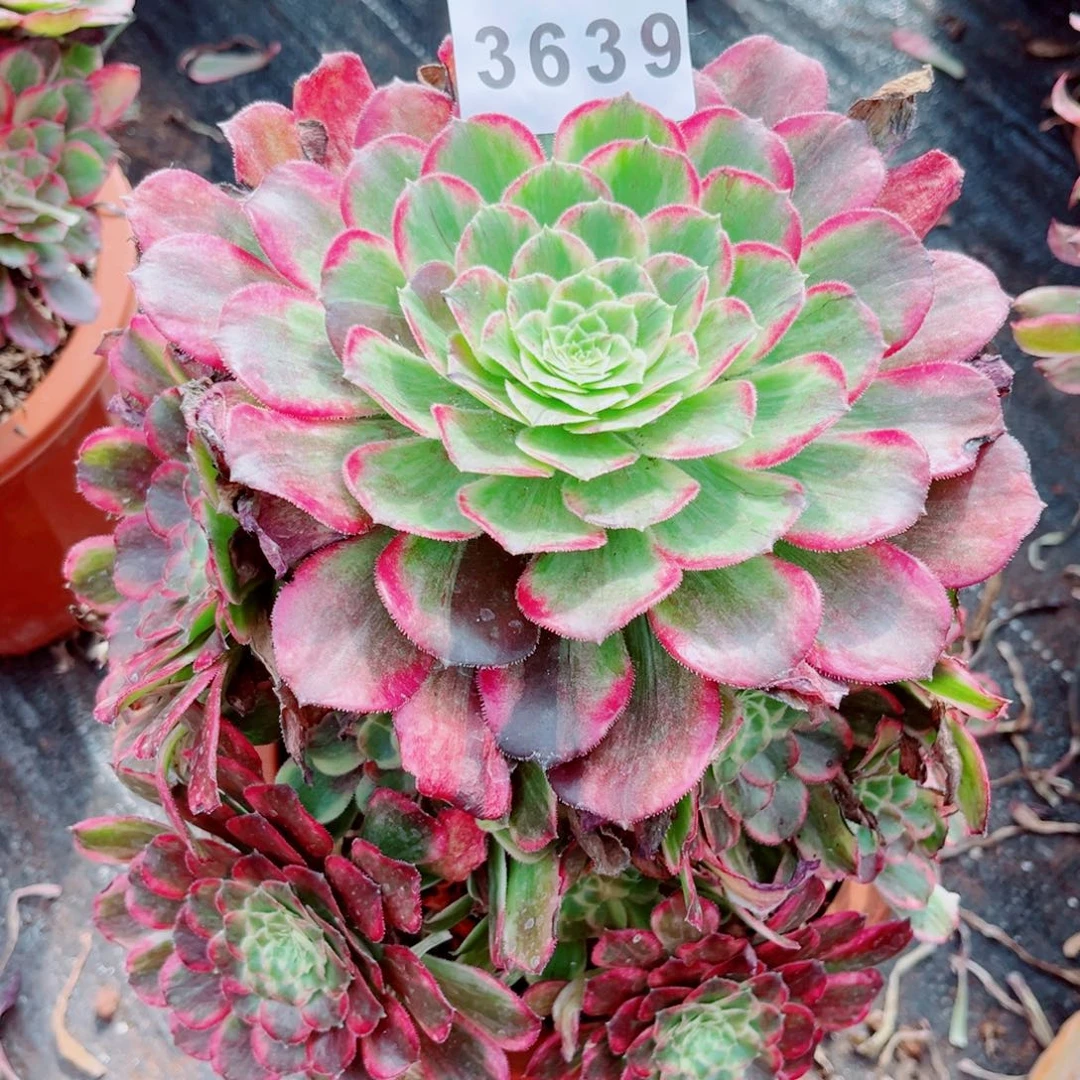 绿体云彩特价多肉发货