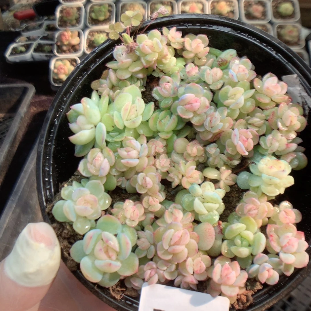 无花朵T1月英语英语