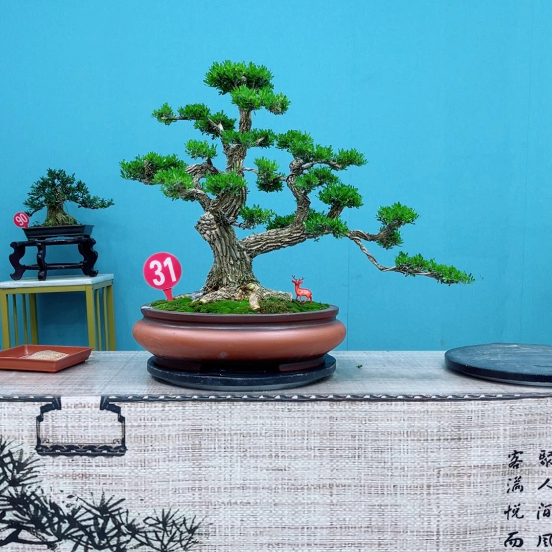 以实际为准精品晚上黄杨盆景
